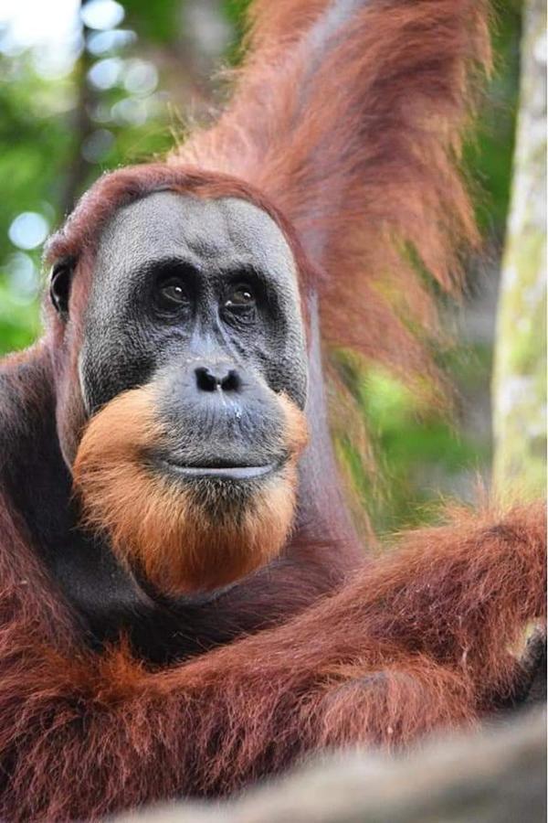 Eco Trekking Lodge, Bar & Jungle Tour'S Bukit Lawang Exterior photo