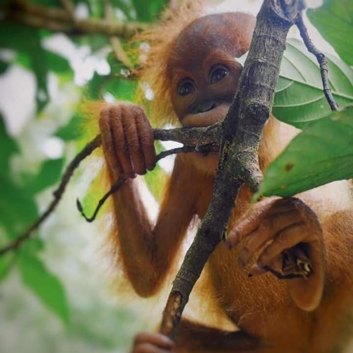 Eco Trekking Lodge, Bar & Jungle Tour'S Bukit Lawang Exterior photo