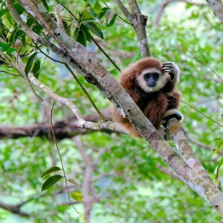Eco Trekking Lodge, Bar & Jungle Tour'S Bukit Lawang Exterior photo
