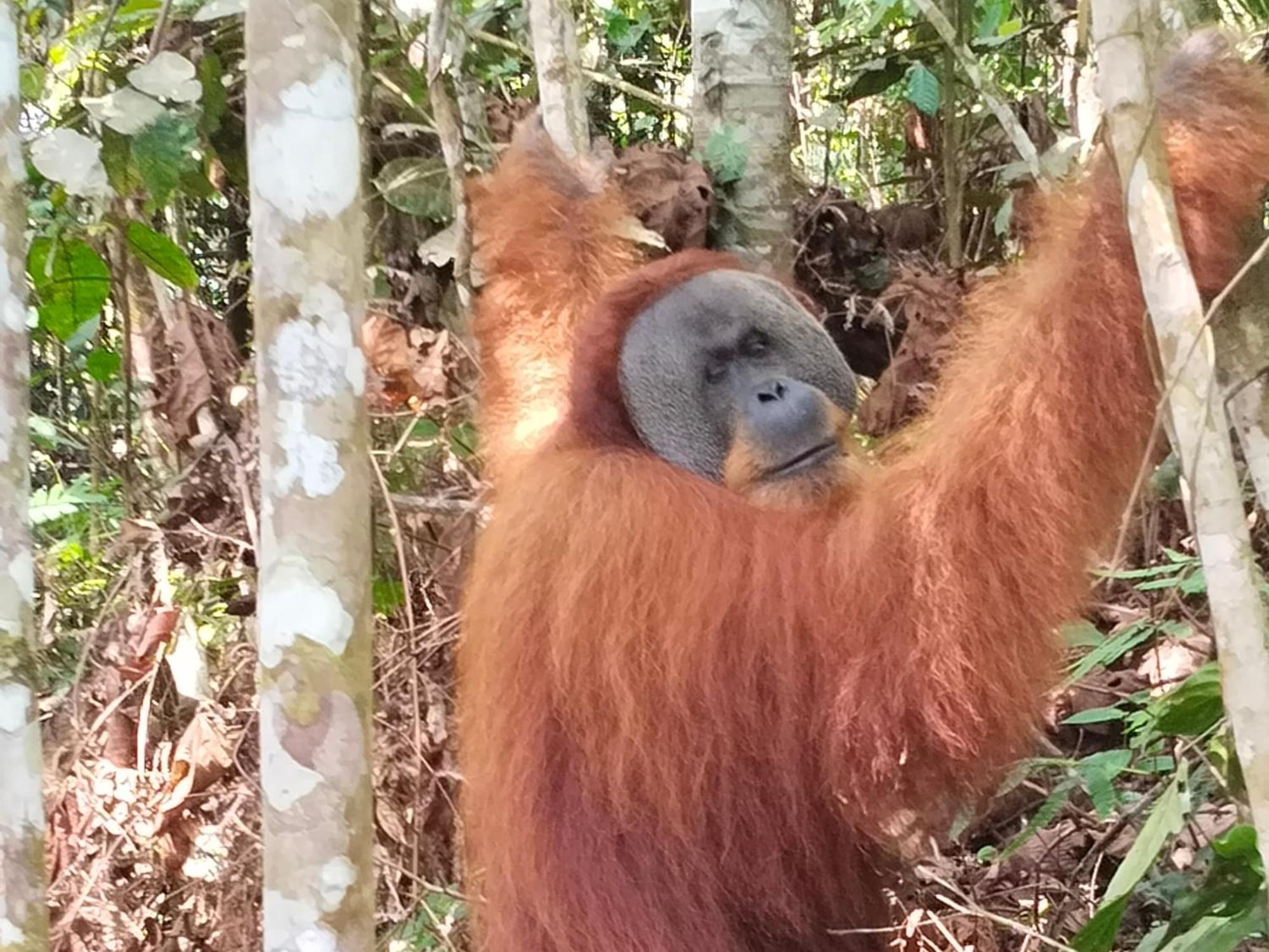 Eco Trekking Lodge, Bar & Jungle Tour'S Bukit Lawang Exterior photo