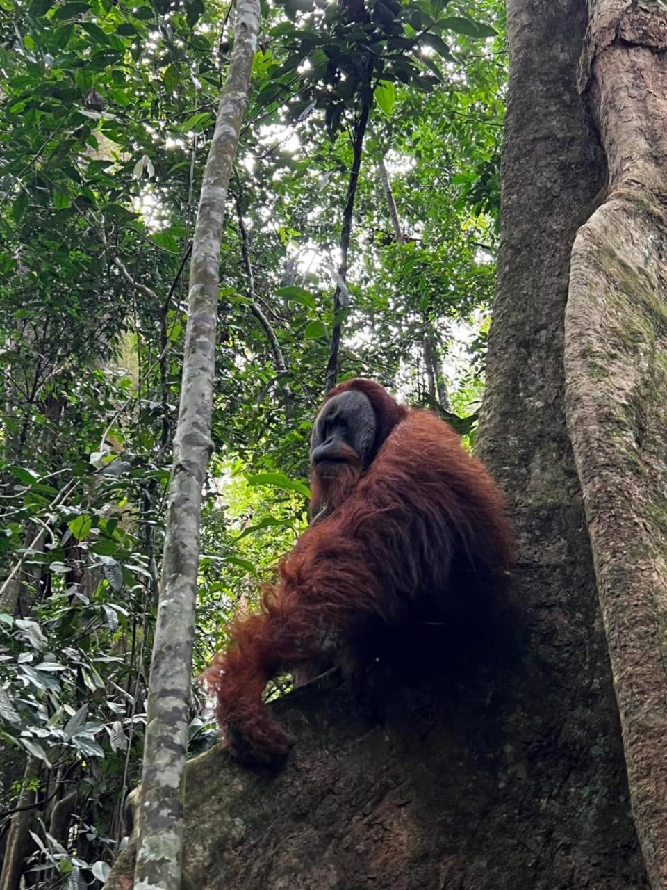 Eco Trekking Lodge, Bar & Jungle Tour'S Bukit Lawang Exterior photo